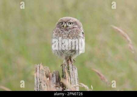 Little Owl (Athene noctua) juvénile, perchée sur une souche dans les terres agricoles, West Yorkshire, Angleterre, Royaume-Uni Banque D'Images