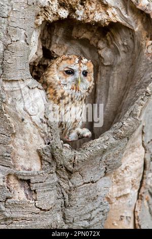 Hibou de Tawny (Strix aluco) adulte, avec la proue commune (Sorex araneus) comme proie dans les griffes, assis dans le tronc d'arbre creux, Angleterre, août (en captivité) Banque D'Images