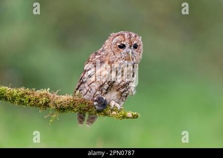 Hibou de Tawny (Strix aluco) adulte, avec la proue commune (Sorex araneus) comme proie dans ses griffes, assis sur une branche de mousse, septembre (en captivité) Banque D'Images