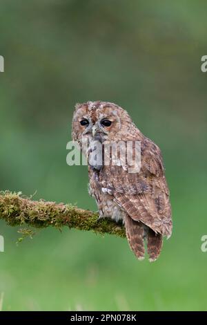 Hibou de Tawny (Strix aluco) adulte, avec la proue commune (Sorex araneus) comme proie dans son bec, assis sur une branche de mousse, septembre (en captivité) Banque D'Images