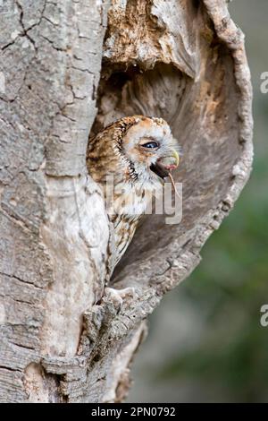 Hibou de Tawny (Strix aluco) adulte, se nourrissant de la proie de la proue (Sorex araneus), perchée dans un tronc d'arbre creux, Angleterre, août (en captivité) Banque D'Images