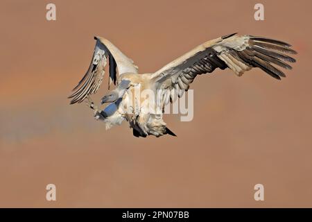 Cap griffon (coprothéres des Gyps) adulte, en vol, atterrissage sur la falaise de montagne, Château des géants N. P. Drakensberg, Natal, Afrique du Sud Banque D'Images