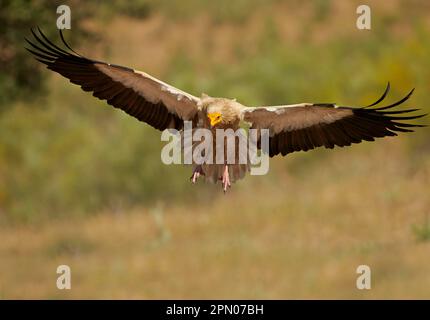 Vulture Egyptienne (Neophron percnopterus) adulte, en vol, Extremadura, Espagne Banque D'Images