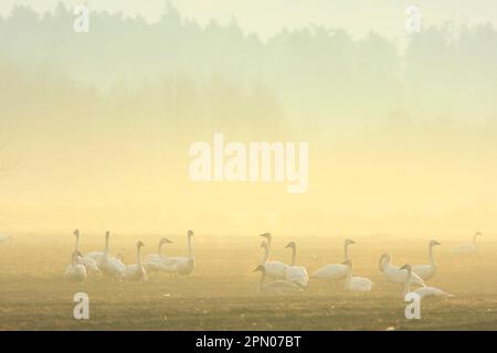 Le cygne trompette (Cygnus buccinator) floqué, sur le terrain dans la brume à l'aube, Courtenay, Colombie-Britannique, Canada Banque D'Images