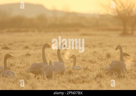 Le cygne trompettiste (Cygnus buccinator) se forme, avec une condensation de souffle à l'air froid, sur le terrain à l'aube, à Courtenay (Colombie-Britannique), Canada Banque D'Images