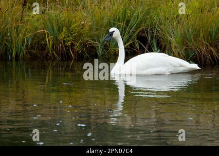 Cygnus, Cygnes trompettes, cygnes trompettes (cygnus buccinator), oiseaux d'oie, cygnes, animaux, oiseaux, Cygne trompette adulte, natation, Yellowstone N. P. Banque D'Images