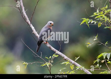 Palpeur variable (Accipiter hiogaster lavongai) adulte, perché sur la branche, plateau de Lelet, Nouvelle-Irlande, archipel de Bismarck, Papouasie-Nouvelle-Guinée Banque D'Images