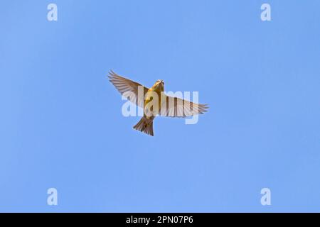 Bec-croisé de l'épinette, bec-croisé de l'épinette, bec-croisé commun (Loxia curvirostra), oiseaux chanteurs, animaux, oiseaux, Finches, Crossbill rouge immature homme, po Banque D'Images