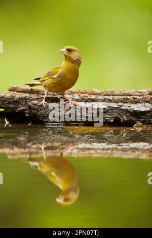 Greenfinch, verdfinches européennes (Carduelis chloris), oiseaux chanteurs, animaux, oiseaux, finches, Européen Greenfinch adulte mâle, debout au bord de Banque D'Images