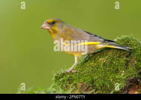 Greenfinch, verdfinches européennes (Carduelis chloris), oiseaux chanteurs, animaux, oiseaux, finches, Mâle adulte Greenfinch européen, debout sur une mousse couverte Banque D'Images