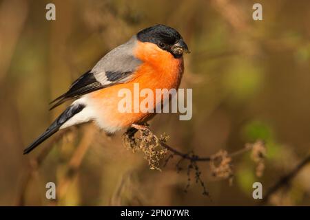 Bullfinch eurasien (Pyrrhula pyrrhula), mâle adulte, se nourrissant de graines d'ortie, perchée sur la tige, Norfolk, Angleterre, Royaume-Uni Banque D'Images