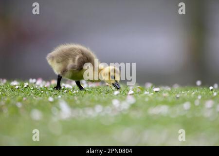 La Bernache du Canada (Branta canadensis) a introduit des espèces, le perflage, se nourrissant de l'herbe dans les parcs urbains, Londres, Angleterre, Royaume-Uni Banque D'Images