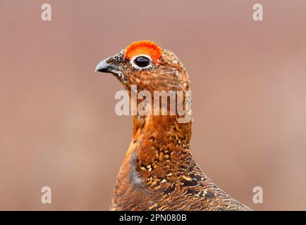 Tétras rouge (Lagopus lagopus scoticus) adulte mâle, gros plan de la tête et du cou, sur les landes à l'aube, Peak District, Derbyshire, Angleterre, Royaume-Uni Banque D'Images