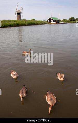 L'oie égyptienne (Alopochen aegyptiacus) introduit des espèces, paire d'adultes avec trois oies, nageant dans l'habitat de broadland, au niveau de St Benet Banque D'Images