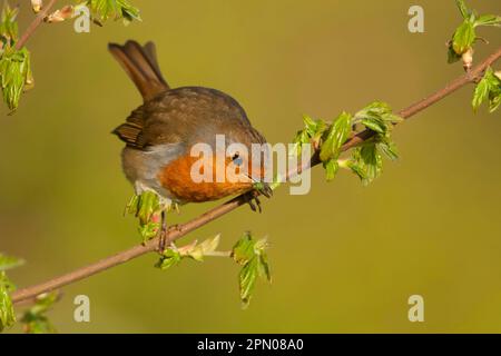 Butin européen (erithacus rubecula) adulte, avec une proie de chenille dans le bec, assis sur une branche, Norfolk, Angleterre, Royaume-Uni Banque D'Images