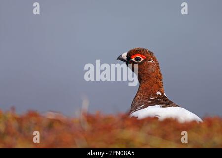 Lagunes de saule (Lagopus lagopus), lagopède, lagopède, poulet, tétras, Animaux, oiseaux, tétras de saule mâle adulte, plumage reproductrice, sur la toundra Banque D'Images