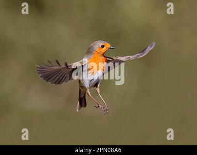 Robin européenne (erithacus rubecula) adulte, en vol, Warwickshire, Angleterre, Royaume-Uni Banque D'Images
