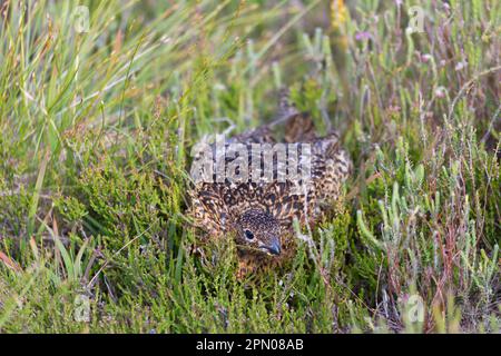 Tétras écossais, tétras rouges (Lagopus lagopus scoticus), lagopède, lagopède, poulet, tétras, Animaux, oiseaux, femelle adulte de la Grouse rouge, cachette Banque D'Images