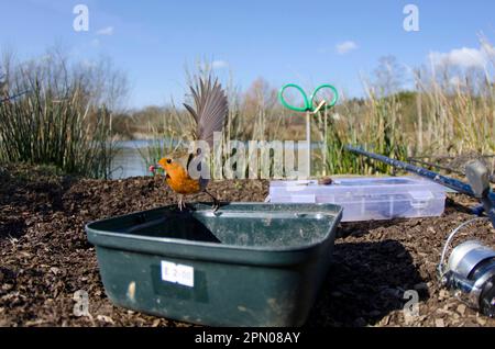 Robin européen (erithacus rubecula) adulte, alimentation, enlèvement de la mouche de la boîte à appâts sur le bord du lac de pêche, Devon, Angleterre, Royaume-Uni Banque D'Images