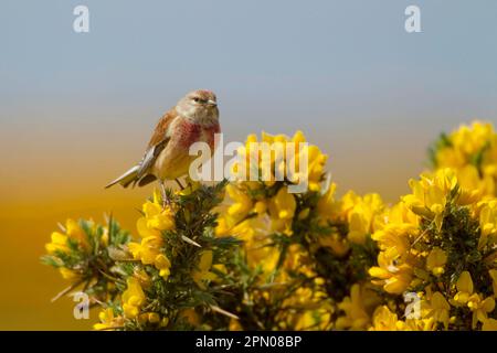 Acanthis cannabina, Linnet, Linnet, Linnets (Carduelis cannabina), oiseaux chanteurs, Animaux, oiseaux, Finches, Eeurasien Linnet mâle adulte, perchée Banque D'Images