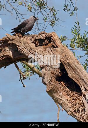 La calaque occidentale eurasienne (Corvus monedula) adulte, assis dans l'olive (Olea europaea) près du nid dans la grotte, Coto Donana, Andalousie, Espagne Banque D'Images