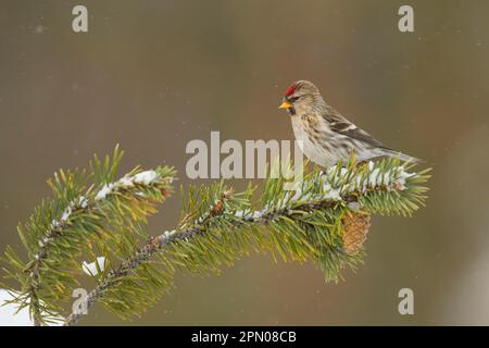 Commune Redpoll (Carduelis flammea) adulte femelle, premier plumage d'hiver, perchée sur une branche de pin enneigée pendant la chute de neige, Finlande Banque D'Images