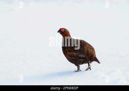 Tétras écossais, tétras rouges (Lagopus lagopus scoticus), Ptarmigan, Ptarmigan, poulet, tétras, Animaux, oiseaux, Grouse rouge, adulte, homme, marchant Banque D'Images