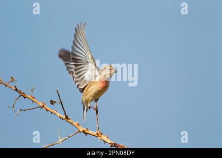 Acanthis cannabina, Blood linnet, linnet, linnets (Carduelis cannabina), oiseaux chanteurs, Animaux, oiseaux, finches, mâle adulte de Linnet eurasien, décollage Banque D'Images