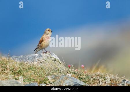 Acanthis cannabina, Blood Linnet, Linnet, Blood linnets (Carduelis cannabina), Linnets, oiseaux chanteurs, animaux, oiseaux, Finches, filet eurasien adulte Banque D'Images