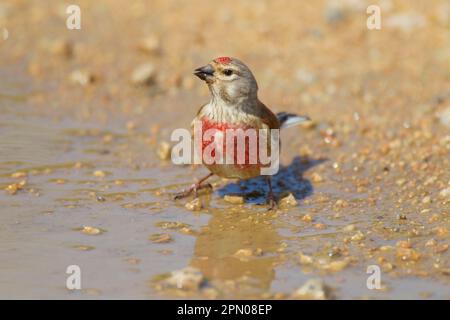 Acanthis cannabina, Blood Linnet, Linnet, Blood linnets (Carduelis cannabina), Linnets, oiseaux chanteurs, animaux, oiseaux, Finches, filet eurasien adulte Banque D'Images