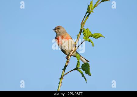 Acanthis cannabina, linnet, Blood linnet, linnets (Carduelis cannabina), oiseaux chanteurs, Animaux, oiseaux, finches, mâle adulte de l'Eurasie Linnet, chant Banque D'Images