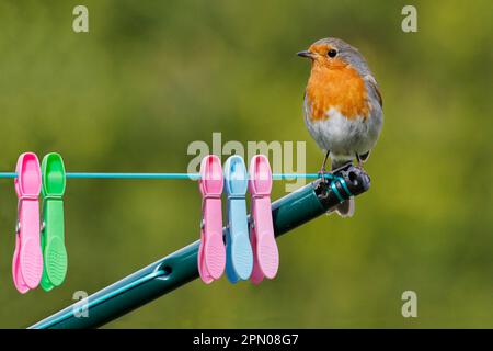 Robin européen (erithacus rubecula), homme adulte, sur une ligne de lavage avec des broches dans le jardin, Leicestershire, Angleterre, Royaume-Uni Banque D'Images