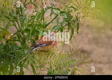 Acanthis cannabina, Blood linnet, linnet, Blood linnets (Carduelis cannabina), linnets, oiseaux chanteurs, animaux, oiseaux, Finches, filet eurasien adulte Banque D'Images