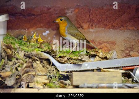 Robin européen (erithacus rubecula) adulte avec poussins, mendiant au nid sur une étagère dans le garage, Staffordshire, Angleterre, Royaume-Uni Banque D'Images