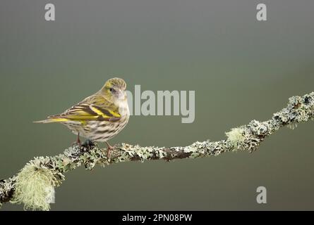 Siskin eurasien (Carduelis spinus) femelle adulte, perchée sur une branche couverte de lichen, Écosse, Royaume-Uni Banque D'Images