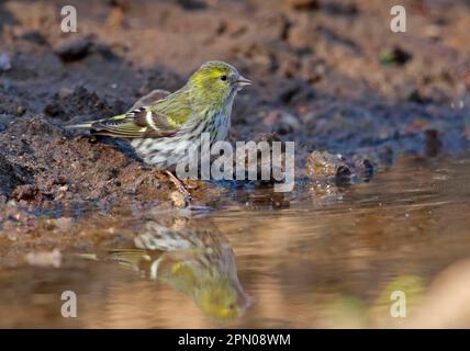 Siskin, siskins eurasien (Spinus spinus), Siskin, Siskins, oiseaux chanteurs, animaux, Oiseaux, Finches, Siskin eurasien femelle adulte, boire à la piscine Banque D'Images