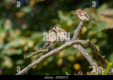 L'égolffinque adulte régurgitation de la nourriture à des fledgings Banque D'Images