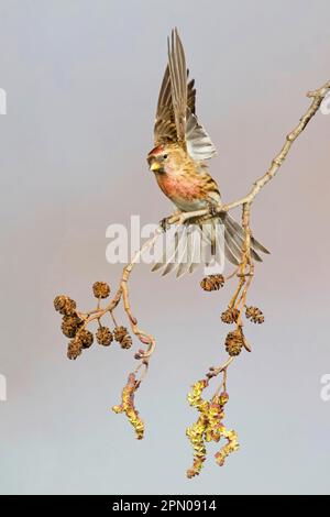 Mâle adulte moins grand sondage rouge (Carduelis cabaret) entrant dans le plumage reproducteur et levant de la branche de l'aulne noir (Alnus glutinosa), Suffolk, Angleterre Banque D'Images