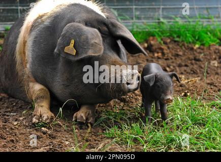 Cochon domestique, truie de Saddleback avec porcelet, Angleterre, Royaume-Uni Banque D'Images