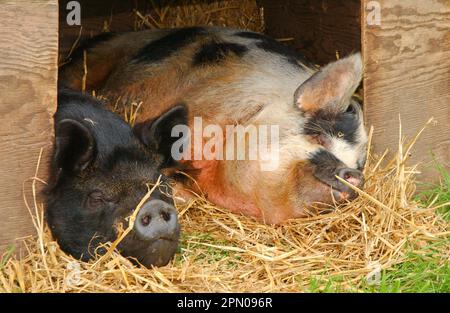 Cochon domestique, soupers Kune Kune, dormir à l'arc, gros plan des têtes, Angleterre, Royaume-Uni Banque D'Images