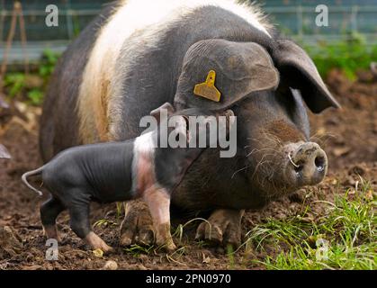 Cochon domestique, truie de selles avec porcelet, Chipping, Lancashire, Angleterre, Royaume-Uni Banque D'Images