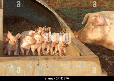 Cochon domestique, truie de porcelets âgés d'une semaine, debout à l'entrée de l'arc, Angleterre, Royaume-Uni Banque D'Images