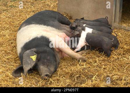 Cochon domestique, sadleback britannique, truie de pigeons de pigeons âgés de trois semaines, Angleterre, Royaume-Uni Banque D'Images