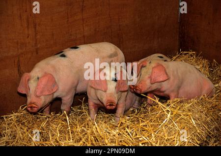 Cochon domestique, Gloucester Old Spot, dorures en plume sur la litière de paille, Angleterre, Grande-Bretagne Banque D'Images