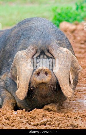 Cochon domestique, grand noir, truie à portée libre, gros plan de la tête, boursoufles dans la boue, Angleterre, Royaume-Uni Banque D'Images