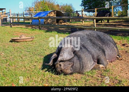 Cochon domestique, grande truie noire, reposant dans un enclos, Museum of East Anglian Life, Stowmarket, Suffolk, Angleterre, Royaume-Uni Banque D'Images