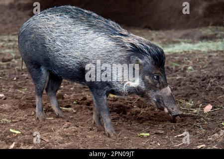 La Warty viayenne le cochon viayen (sus cebifrons) immature, debout sur la boue (en captivité) Banque D'Images