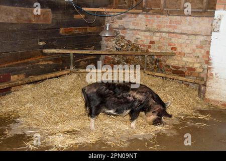 Kune Kune sèque dans l'écurie Banque D'Images