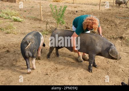 Porc domestique, grand foie noir et de selle, propriétaire qui prend soin des porcs Banque D'Images