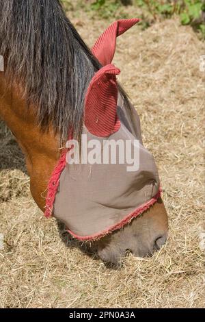 Cheval, adulte, portant un masque de protection Rambo, gros plan de la tête, nourrissant le foin dans les enclos, Angleterre, Royaume-Uni Banque D'Images